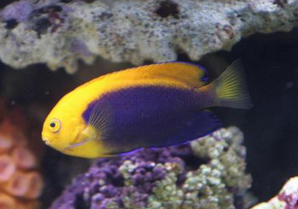 CENTROPYGE ACANTHOPS